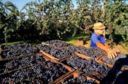 Chiude la vendemmia, inaugura una stagione di successi