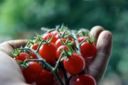Pomodoro: la raccolta è finita, ma i problemi no