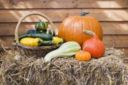 Coldiretti Marche: un milione di chili di zucche pronto per Halloween