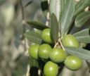 Coldiretti Marche: raccolta delle olive per 30mila, con la crisi aumentate le richieste (+50%)