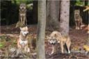 Coldiretti Pesaro, branco di lupi attacca a pochi km dalla costa