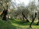 Una notte nella foresta degli ulivi del Salento leccese