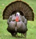 Consumi: Thanksgiving con tacchino per 20mila americani in Italia