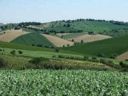 Coldiretti Macerata, da domani tour in Provincia con 8.000 agricoltori