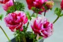 Biancheri Creations presenta a Essen le nuove "Collections" 2011/2012