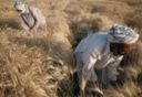 Galan su Tavola rotonda ad Alto Livello domani alla FAO