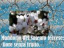 Mandorlo del Salento leccese: fiore senza frutto