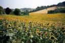 Pil, Cia: un'ulteriore conferma della pesante crisi dell'agricoltura