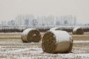 Maltempo, Coldiretti: allarme gelo per le verdure nei campi