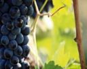 Coldiretti a "Campagna Viticola 2010"