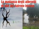 La mattanza degli alberelli di vite del Salento leccese