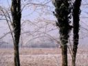 Maltempo, Cia: il grande freddo distrugge ortaggi e mette a rischio la frutta
