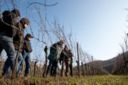 La Scuola Italiana di Potatura della vite in diretta con la Web Tv