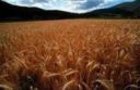 Agricoltura: Coldiretti, Psr, salvate risorse importanti per settore