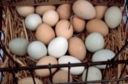 Diossina, Coldiretti: +12% import uova in 2010. Bene ok a etichetta