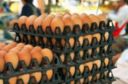 Diossina, Coldiretti: consumi uova tengono. Garantisce l'etichetta