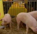 Diossina, Cia: controlli rigidi sull'import di carne di maiale dalla Germania