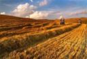Ismea: pubblicato il bando per la vendita terreni agricoli per asta pubblica
