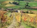 Ristrutturazione e conversione vigneti. Entro il 18 gennaio i contributi flavescenza