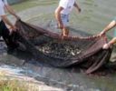 Impresa Pesca Coldiretti: stop a furbetti del mare con distretto del Centro Adriatico