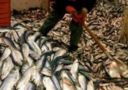 Pesca: Audizione Senato, da Associazioni chiesti interventi per uscire da marginalità