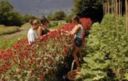 Crisi: Unioncamere; Coldiretti, in agricoltura il 17,8% imprese rosa