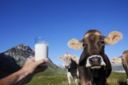 Coldiretti Lombardia, latte: basta proroghe al pagamento delle multe
