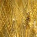 Egitto, Coldiretti: proteste spingono prezzo grano ai massimi