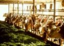 Coldiretti Macerata: stop a Tarsu su stalle e serre