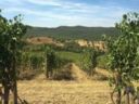 Cuneo: dalla Provincia una procedura più snella per l'iscrizione dei vigneti all'Albo
