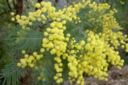 Caldo, Coldiretti: mimose fiorite con un mese di anticipo