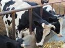 Milleproroghe, Coldiretti: positivo ok associazioni allevatori