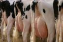 Milleproroghe, Cia: il maxi-emendamento è una vergogna