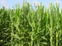 Assofertilizzanti: in Malawi +11% raccolti di mais grazie all'uso di fertilizzanti