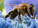 Apicoltura, Galan: Preoccupazioni infondate sulla reintroduzione dei "pesticidi killer"