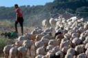 Crisi, Coldiretti: in ripresa Pil agricolo nel 2011