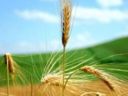 Inflazione, Coldiretti: il grano è pagato il 38% in meno di 3 anni fa