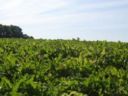 Agricoltura, Cia: per barbabietole, tabacco e colture sementiere è "allarme rosso"