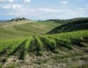 Con Evinia.it lungo i sentieri del vino