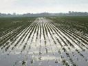 Coldiretti: nel fermano ortaggi e vivai sott'acqua e campi interdetti per 20 giorni