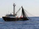 Consumi, Coldiretti: con crollo pesce (-6%) 3 mesi di fermo pesca