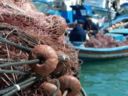 Riunione al Mipaaf per le deroghe al divieto di pesca del bianchetto