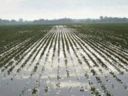 Maltempo nelle Marche: subito un Tavolo verde per l'agricoltura