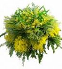 8 Marzo, Coldiretti: saranno donati 15 milioni di mimose per la Festa della Donna