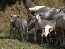 Coldiretti, parte da Sarnano la marcia dell'agnello anti-truffe