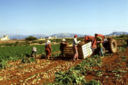 La protesta degli agricoltori infiamma la Puglia