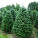 Casentino: terra degli alberi di natale