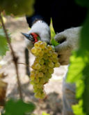 E' l'ora di Benvenuto Vermentino