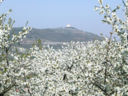 Una fioritura di ciliegi davvero... Soave