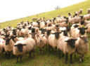 Terremoto, Coldiretti: dopo le case tornano anche le pecore